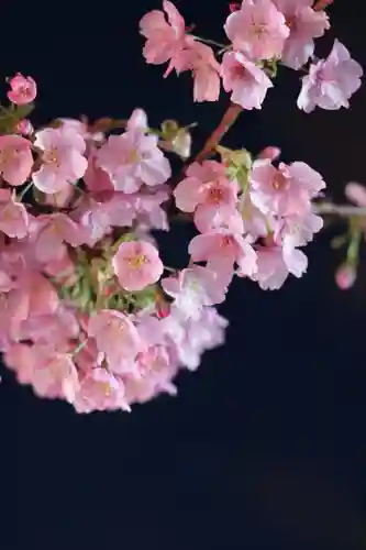 桜神宮(東京都)