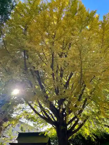 小金八坂神社(千葉県)