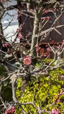 大乗院(京都府)