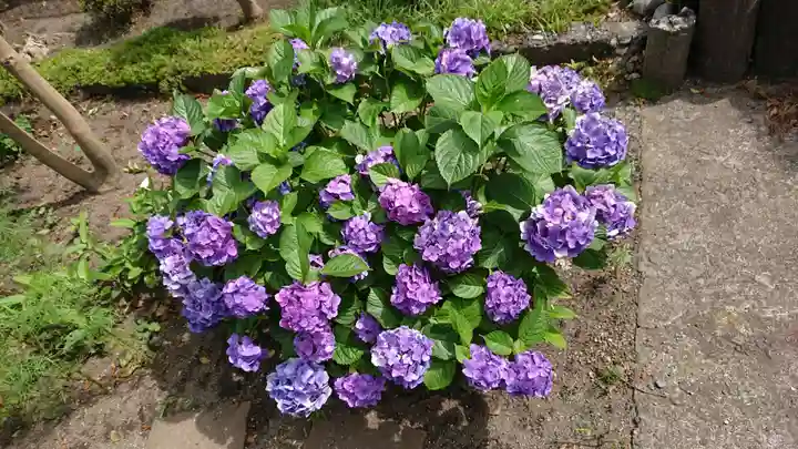 海老坂薬師の自然