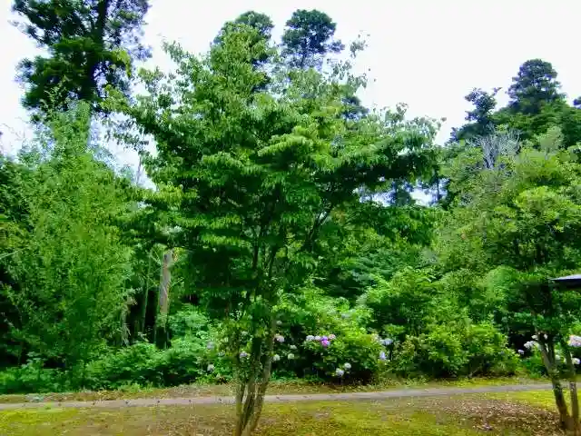 八街神社の自然