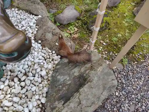 上川神社の動物