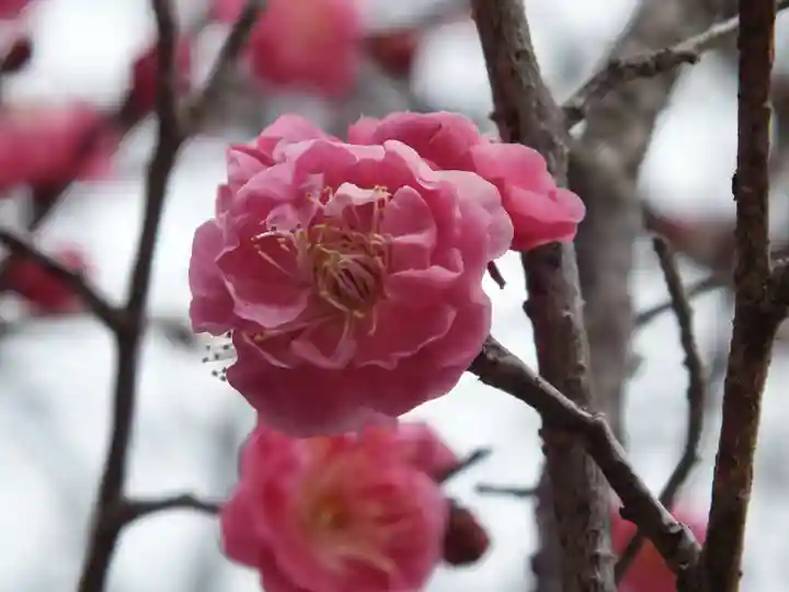 祝田神社の自然