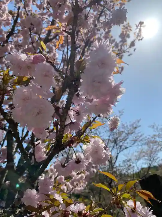 素戔嗚神社の自然