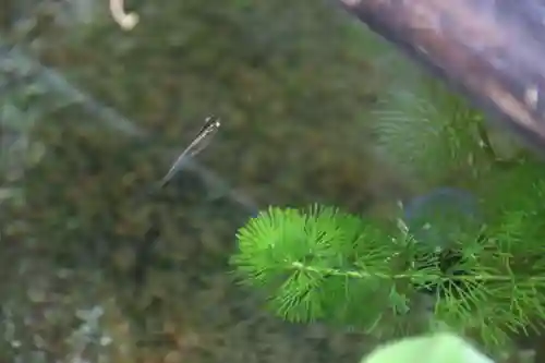 高司神社〜むすびの神の鎮まる社〜の手水舎