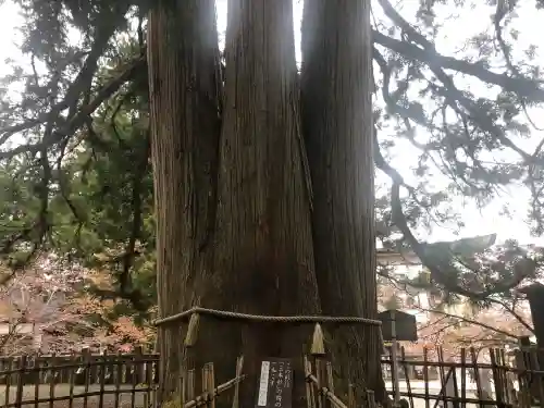 戸隠神社中社の{uncategorized: "未分類", other: "その他", undefined: "問題あり", building: "その他建物", grave: "お墓", sacred_gate: "鳥居", guardian: "狛犬", statue: "像", buddha: "仏像", history: "歴史", nature: "自然", garden: "庭園", animal: "動物", pagoda: "塔", temizu: "手水舎", mountain_gate: "山門・神門", sanctuary: "本殿・本堂", subordinate: "末社・摂社", art: "芸術", scenery: "景色", jizo: "地蔵", ema: "絵馬", goshuin: "御朱印", omikuji: "おみくじ", items: "授与品その他", amulet: "お守り", goshuincho: "御朱印帳", eats: "食事", festival: "お祭り", votive_dance: "神楽", shichigosan: "七五三参", wedding: "結婚式", experience: "体験その他", initially: "初詣", around: "周辺", anti_infection: "感染症対策"}