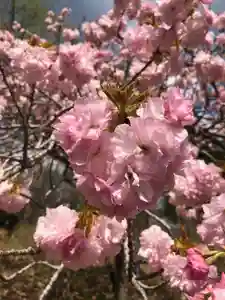 正一位 若草稲荷神社の自然(2021年04月22日(木) 16時43分49秒投稿)