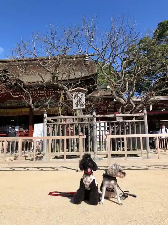 太宰府天満宮の動物