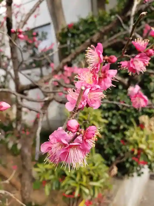 麻布氷川神社の自然