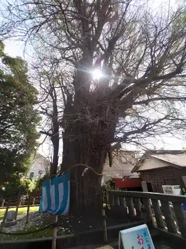鶴嶺八幡宮(神奈川県)