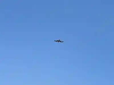 竹ノ子島天満宮の動物