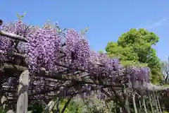 亀戸天神社(東京都)