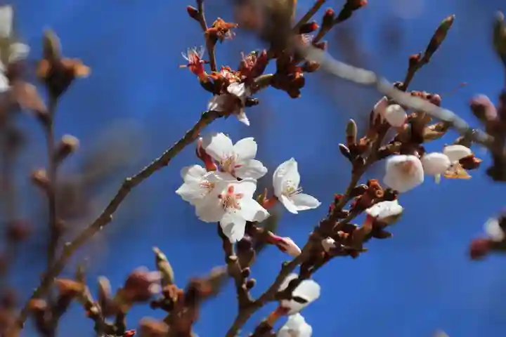 鹿島大神宮の庭園