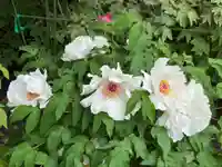 観音寺(徳島県)