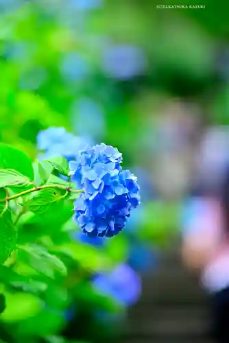 明月院(神奈川県)