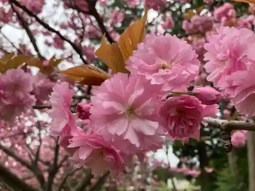 種月寺(新潟県)