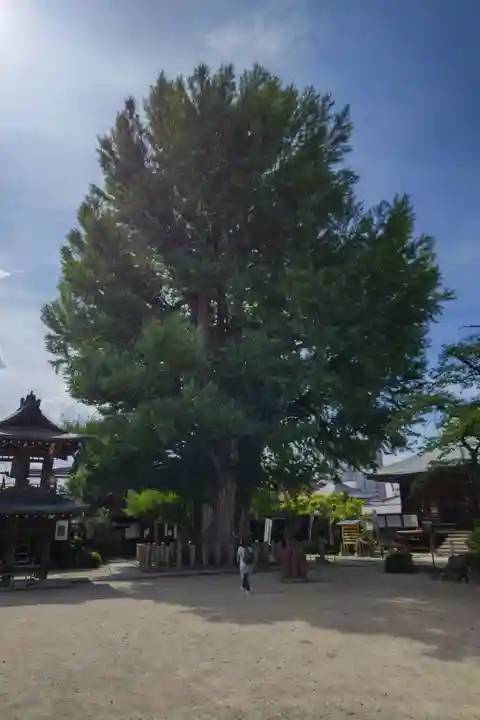 飛騨国分寺(岐阜県)