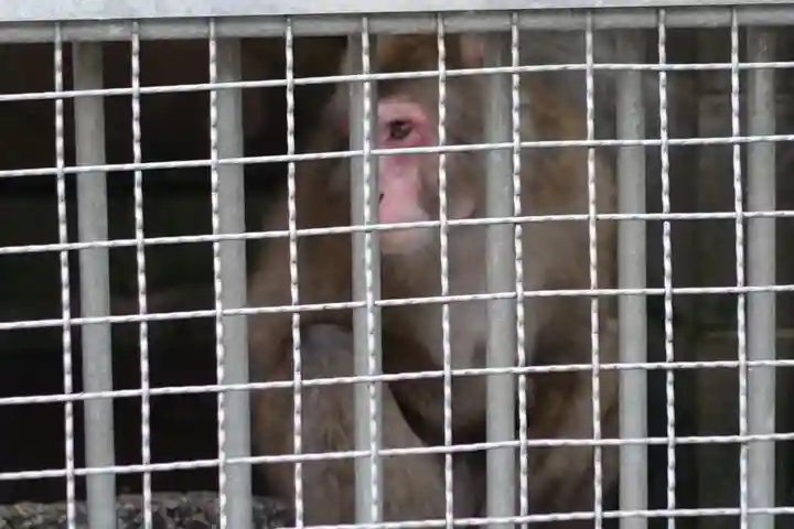 日吉大社の動物