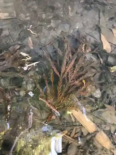 八幡神社の動物