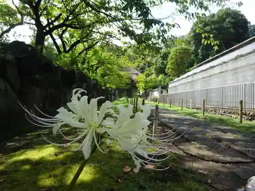横浜　西方寺の自然
