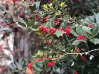 木舟山 順教寺の自然