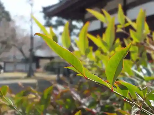 阿弥陀寺(滋賀県)