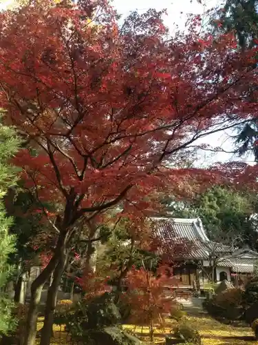 妙安寺の庭園