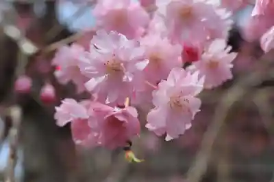 長泉院(埼玉県)