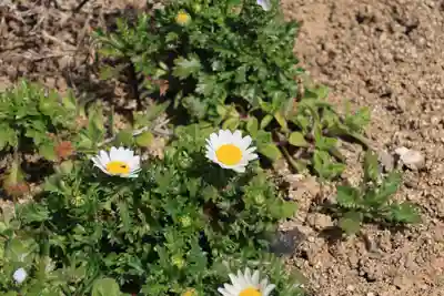 大鏑神社の庭園