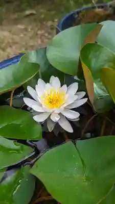 勝林寺(京都府)