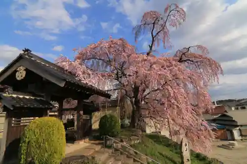 長興寺の山門・神門