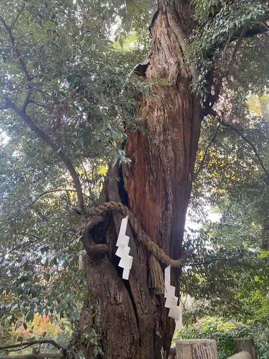 賀茂御祖神社(下鴨神社)の自然