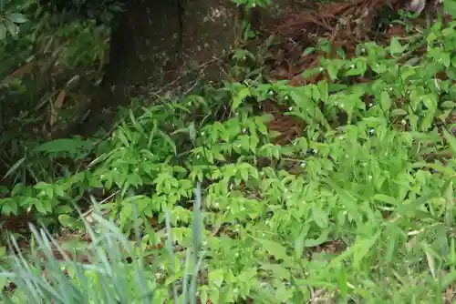 大六天麻王神社の自然