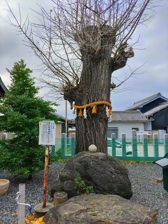 寺津八幡社(寺津町)の自然
