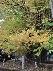 野木神社の自然