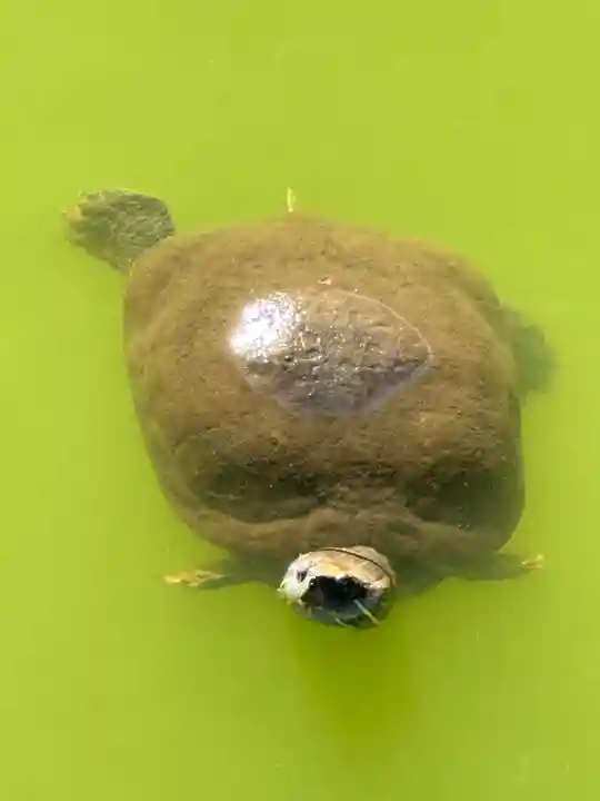 磐井神社(東京都)