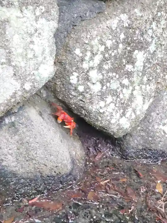 秋葉神社の動物