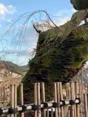 氷室神社の自然