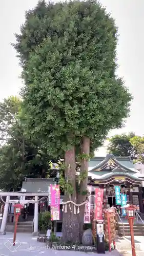 川越八幡宮の自然