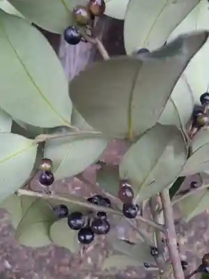 酒門神社(茨城県)