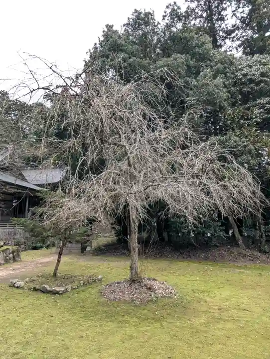 粟鹿神社の{uncategorized: "未分類", other: "その他", undefined: "問題あり", building: "その他建物", grave: "お墓", sacred_gate: "鳥居", guardian: "狛犬", statue: "像", buddha: "仏像", history: "歴史", nature: "自然", garden: "庭園", animal: "動物", pagoda: "塔", temizu: "手水舎", mountain_gate: "山門・神門", sanctuary: "本殿・本堂", subordinate: "末社・摂社", art: "芸術", scenery: "景色", jizo: "地蔵", ema: "絵馬", goshuin: "御朱印", omikuji: "おみくじ", items: "授与品その他", amulet: "お守り", goshuincho: "御朱印帳", eats: "食事", festival: "お祭り", votive_dance: "神楽", shichigosan: "七五三参", wedding: "結婚式", experience: "体験その他", initially: "初詣", around: "周辺", anti_infection: "感染症対策"}