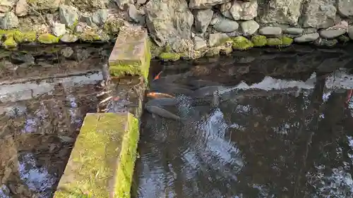 白石神社の動物