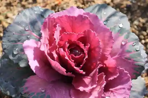 大鏑神社の自然