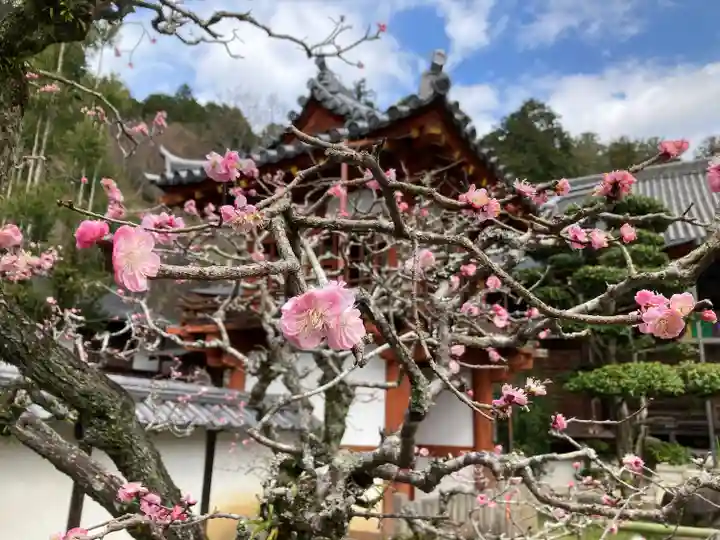 岡寺(龍蓋寺)の自然