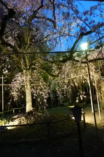 平野神社の庭園