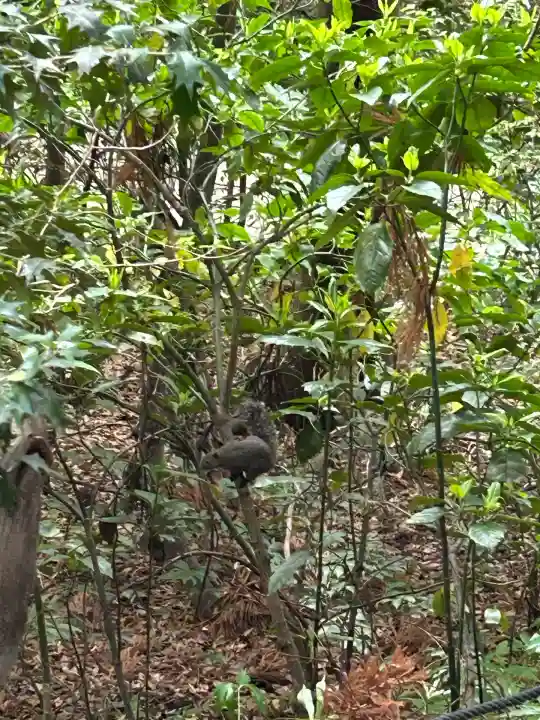 鶴岡八幡宮の動物