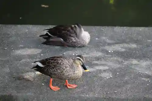 長岡天満宮の動物
