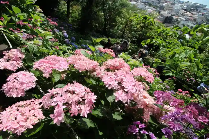 長谷寺(神奈川県)