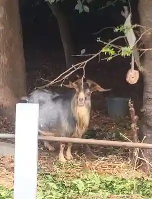 柏諏訪神社(千葉県)