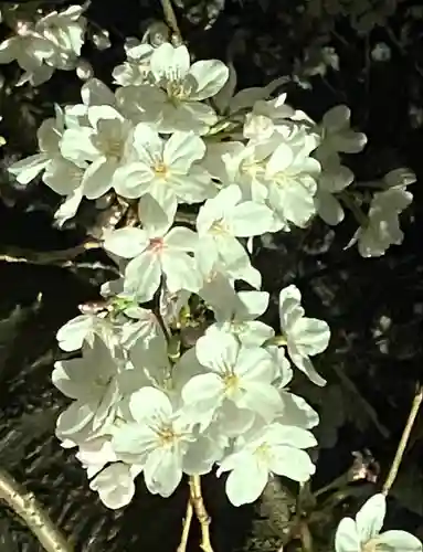阿佐ヶ谷神明宮(東京都)